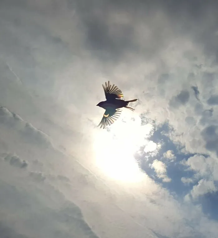 A flying bird silhouetted against the sun, showing how something in the background can capture attention.