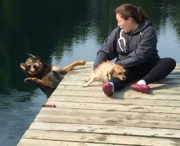 A dog falling off a dock into the water photobombs a photo of a woman holding a small dog on a pier.
