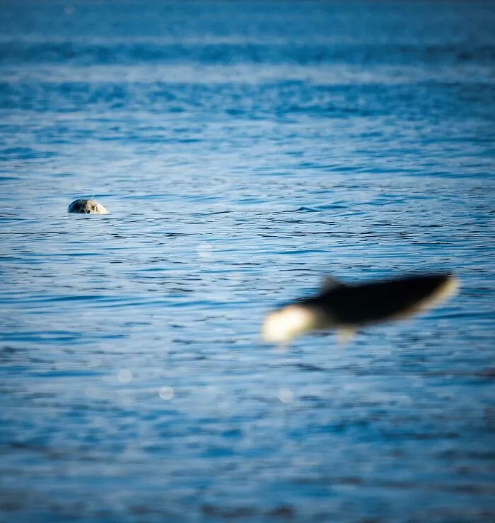 A seal peeks out of the water in the background as a blurry fish jumps out of the water in the foreground.