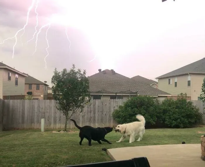 Two dogs play tug-of-war while a sudden lightning bolt in the background completely hijacked the moment.