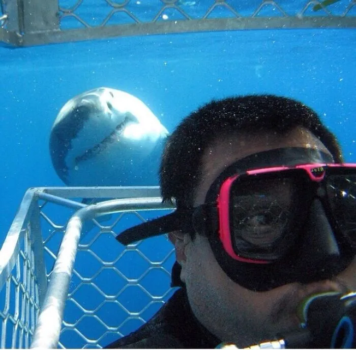 A diver taking a selfie with a great white shark photobombing in the background