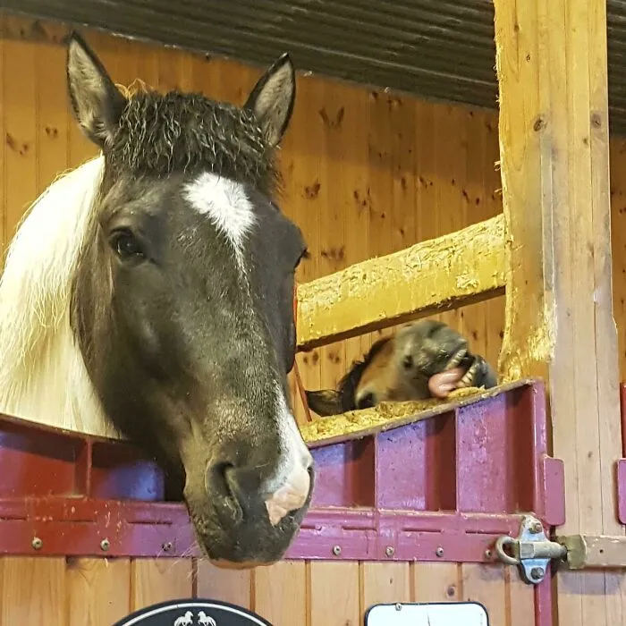 A horse looking at the camera while another horse in the background completely hijacked the moment by sticking its tongue out.