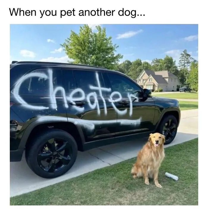 30 Hilarious Dog Memes From ‘Lovely Dogs’ That Are Basically Every Dog Owner’s Life