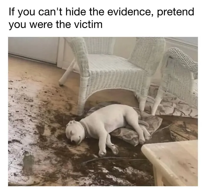 Funny dog memes featuring a white puppy lying on dirt pretending to be a victim.