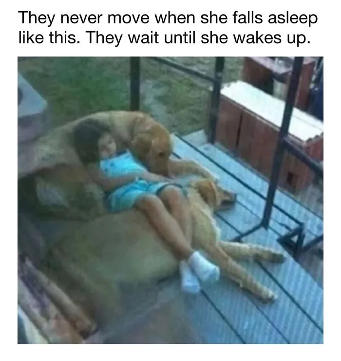 A young girl sleeping peacefully on top of two golden retriever dogs, cute dog memes