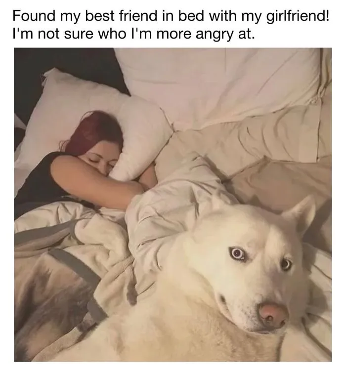 Funny dog meme showing a white husky looking surprised in bed next to a sleeping woman.