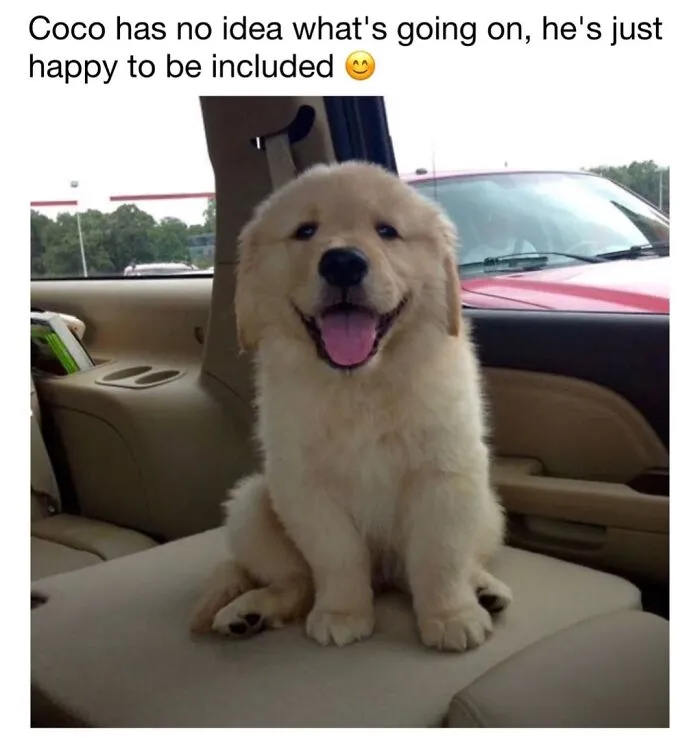 Happy golden retriever puppy smiling in the back of a car, a classic cute dog memes moment.