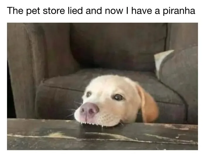 A small puppy biting the edge of a wooden table, resembling a piranha in a cute dog memes post