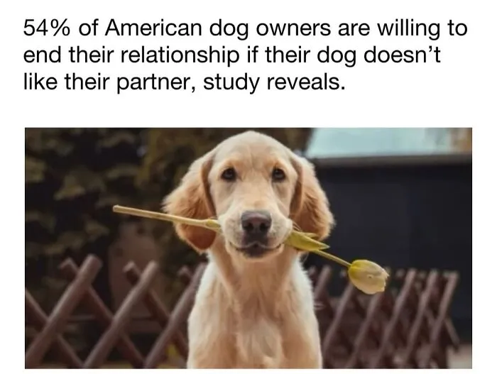 A golden retriever puppy holding a yellow tulip in its mouth, representing cute dog memes about relationships