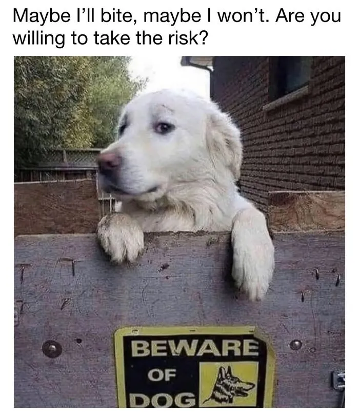 A white fluffy dog peeking over a wooden fence next to a beware of dog sign, showing cute dog memes