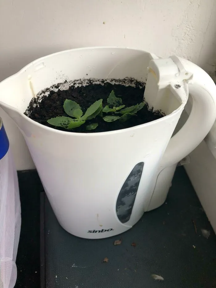A small green plant growing in soil inside a repurposed white electric kettle, a funny way to improve their homes.
