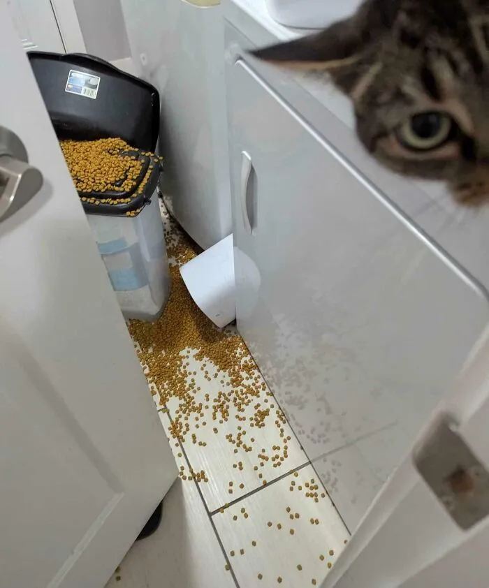 My Roommate Trashed My House To Get To Her Food