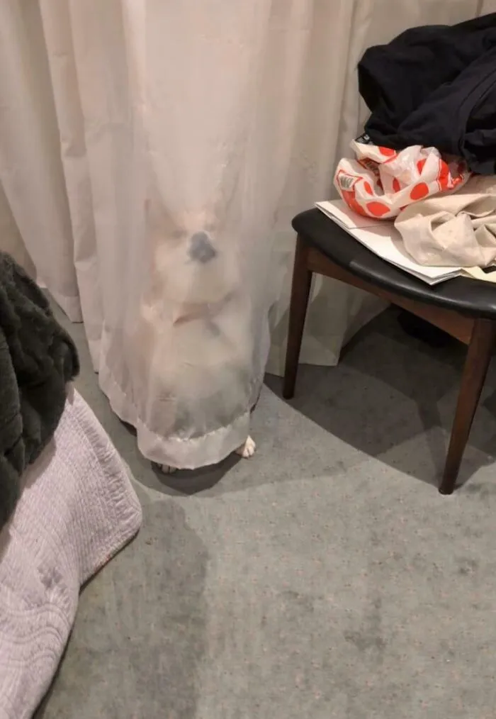 Cute yet funny unhinged dog hiding hilariously behind a sheer white curtain.