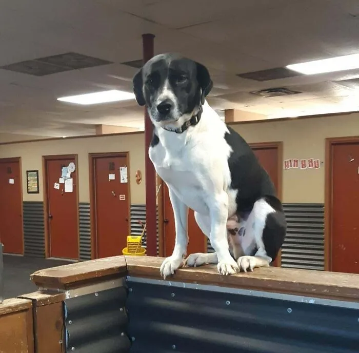 Funny unhinged dog pictures of a black and white dog sitting upright on a narrow wooden ledge