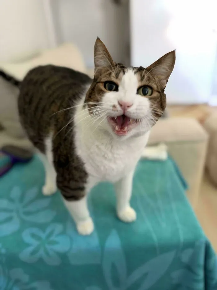 Tabby and white cat meowing on a blue blanket