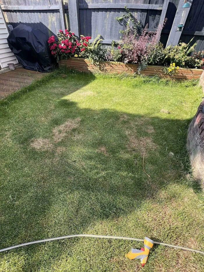 Patches of dead grass on a backyard lawn created by infuriating neighbors.