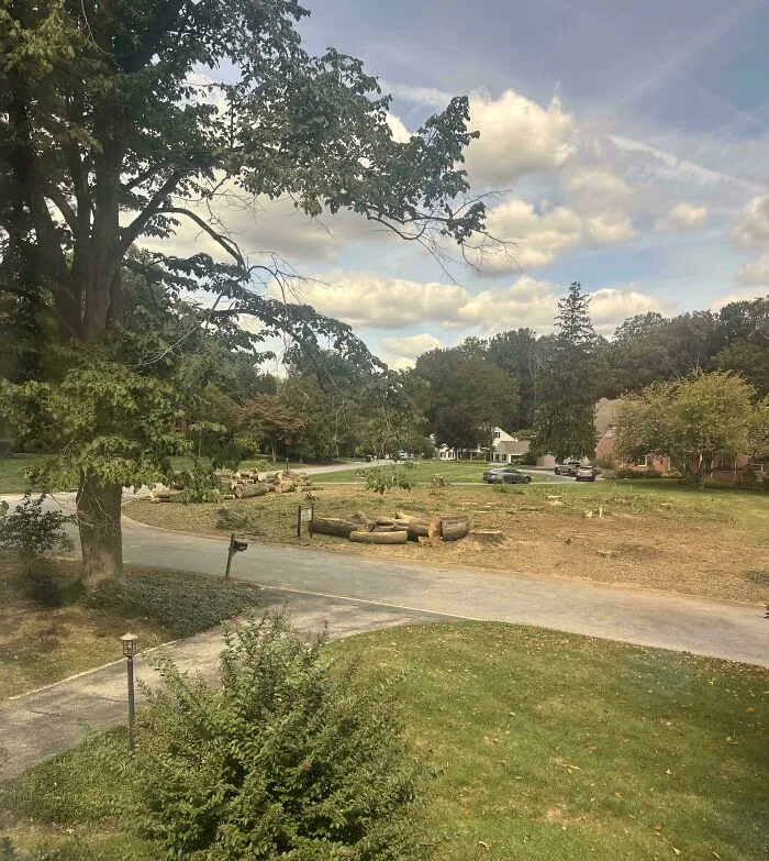 A neighborhood street showing cut down trees and logged wood left scattered by infuriating neighbors.
