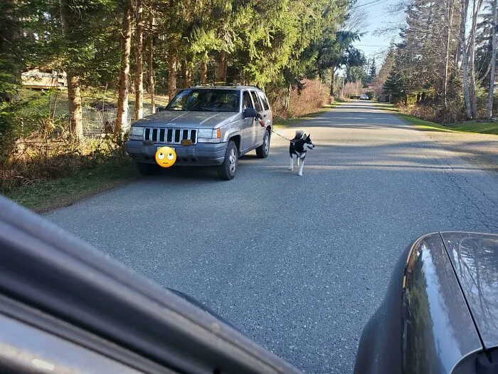 Driver holding a dog leash out of a car window while driving, an infuriating neighbors sight.