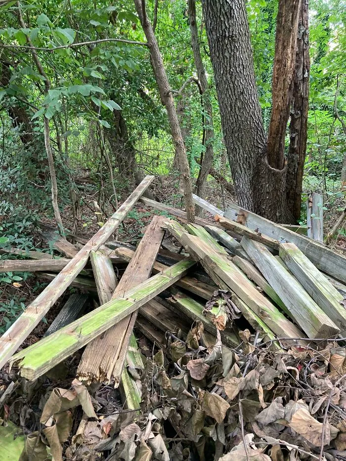 Pile of discarded wooden fence planks dumped in the woods by infuriating neighbors.