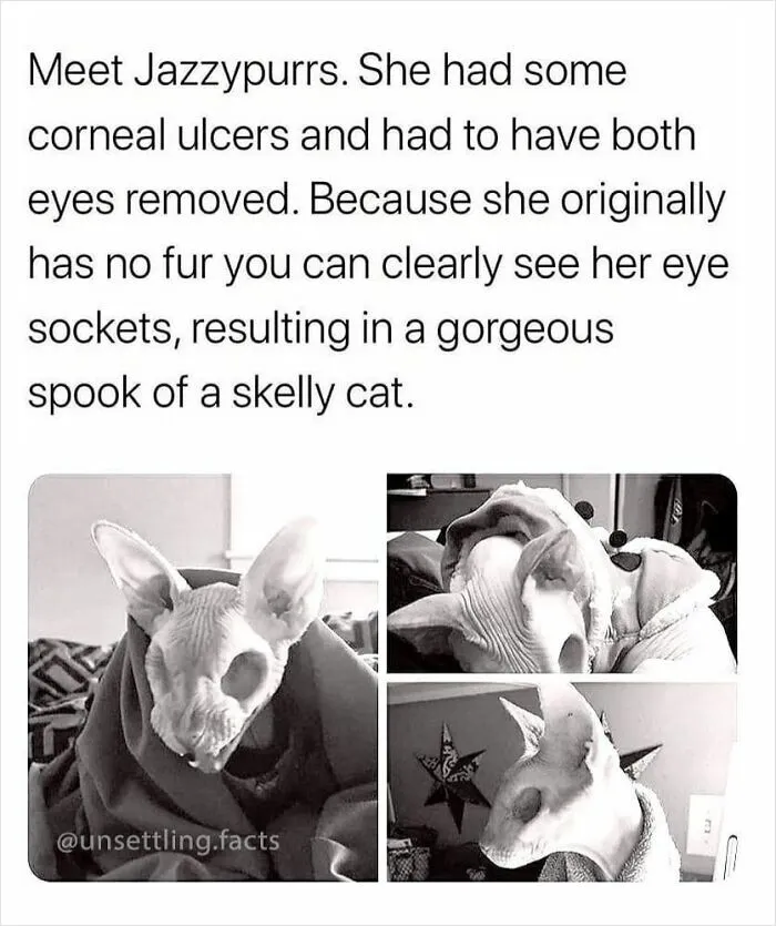 Three black and white photos of hairless cat Jazzypurrs, presenting creepy and unsettling facts.
