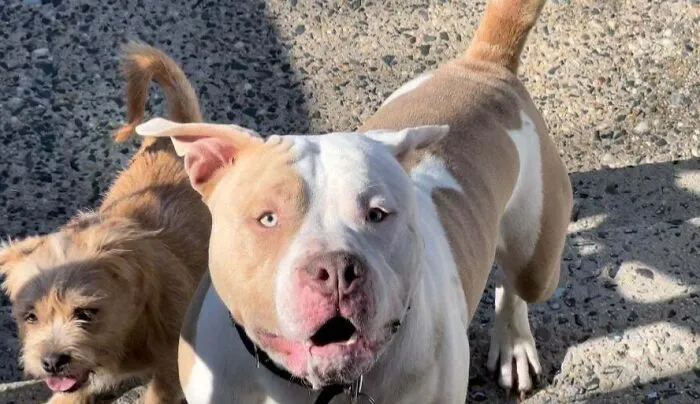 Two unleashed pit bull dogs roaming outside, showing irresponsible behavior by infuriating neighbors.
