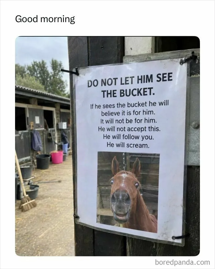 Funny memes warning sign with a photo of a horse telling visitors not to let him see the bucket or he will scream
