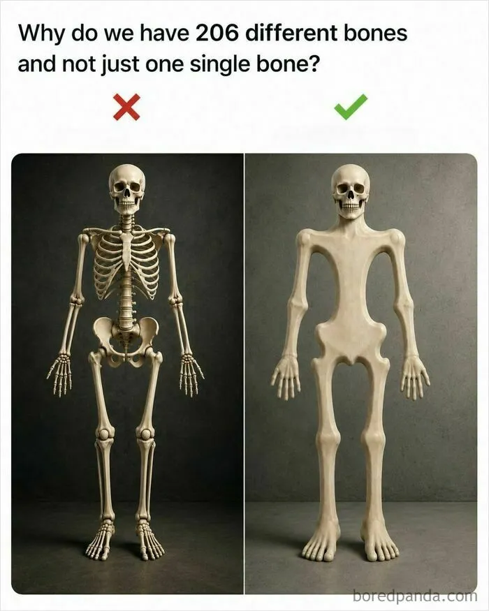 Comparison of a normal skeleton and a single-bone skeleton from funny memes.