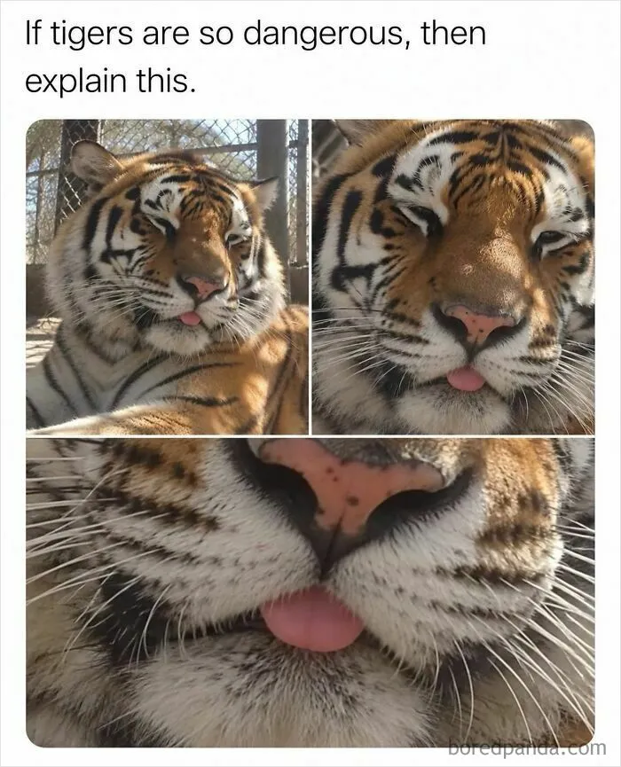 Funny memes of a cute tiger sticking its tongue out close up