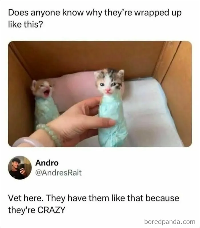 Funny memes about tiny kittens wrapped up like purritos in a box