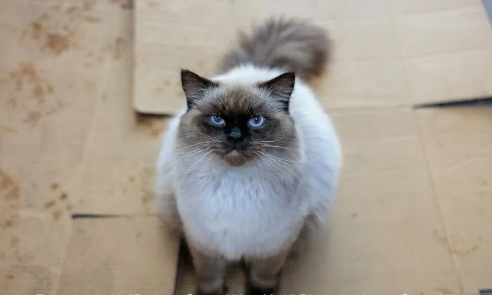 Blue-eyed fluffy bodega cat sitting on cardboard in NYC store