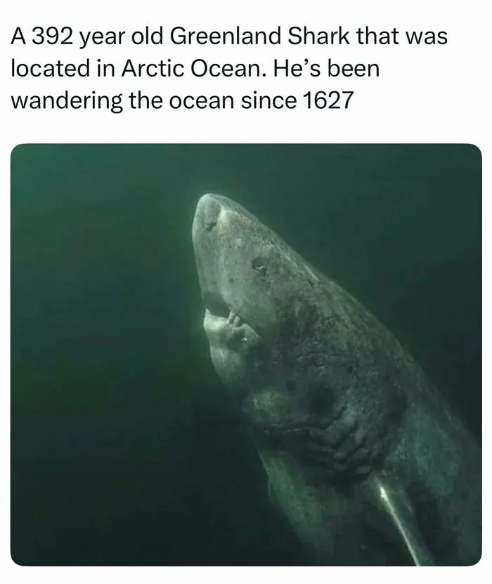 This Viral Fact Stems From A Landmark 2016 Marine Biology Study. By Radiocarbon-Dating The Eye Lenses Of 28 Greenland Sharks, Scientists Estimated The Oldest Female’s Age Ranged From 272 To 512 Years Old. The 392 Is The Mathematical Midpoint Of That Estimate Like This Content? Follow Us @fact.thesis For More