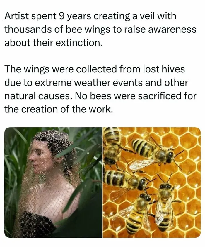 Woman wearing a veil made of bee wings alongside honeybees, highlighting interesting facts about the world.