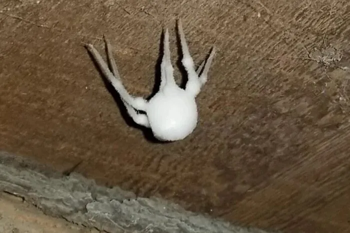 A strange spider covered in white fungus hanging from a ceiling, fitting cursed images.