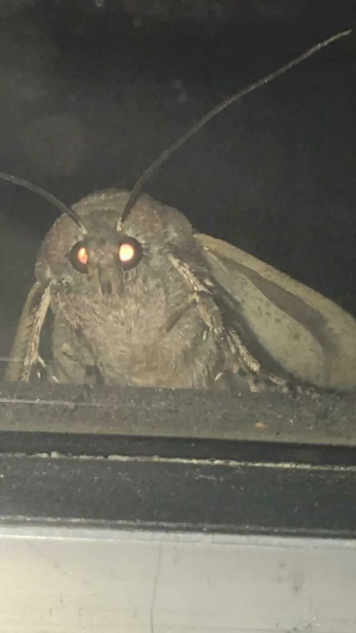 Close up of a large moth with glowing orange eyes at night, creating a spooky cursed images vibe.
