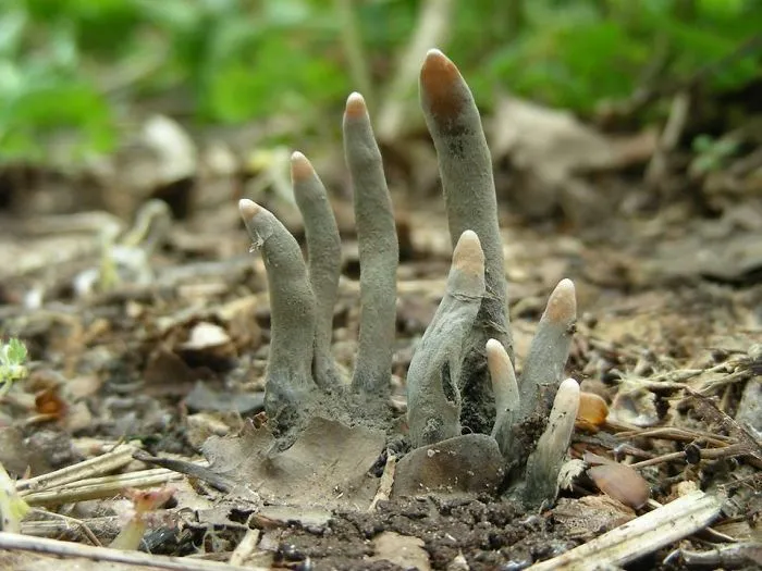 Strange finger-like fungus growing out of the dirt, featured in cursed images.