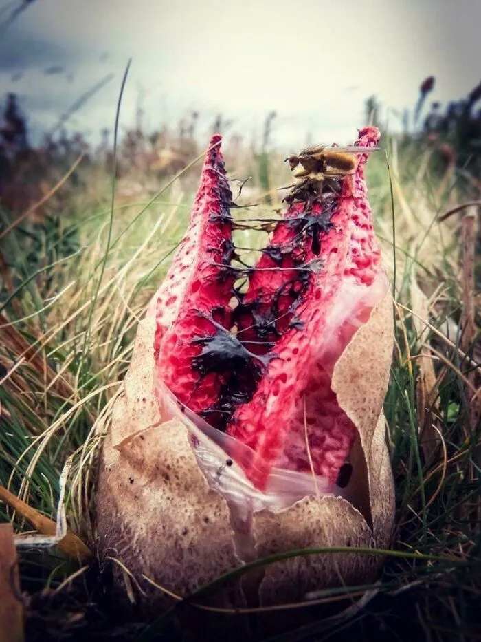Cursed images of a strange red fungus sprouting in the grass with a fly resting on top