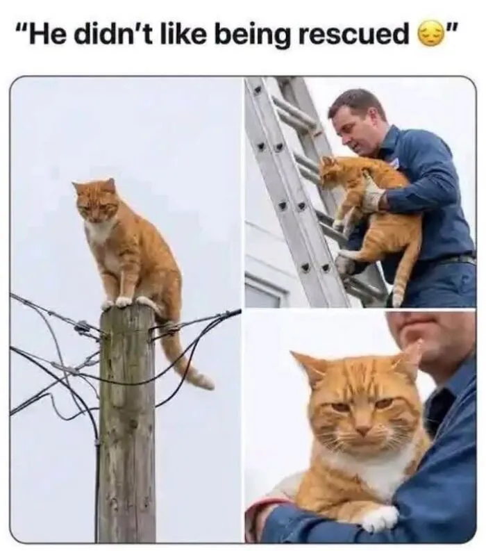 Animal memes layout showing a grumpy orange cat being rescued from a utility pole by a man.
