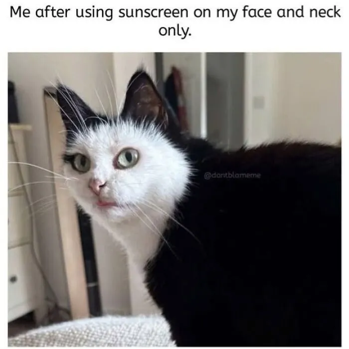 Animal memes displaying a black and white cat with a white face pattern like a sunscreen joke.