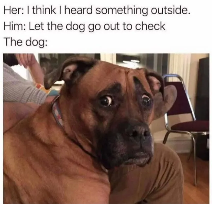 Animal memes image of a brown dog looking wide-eyed and scared with funny text.