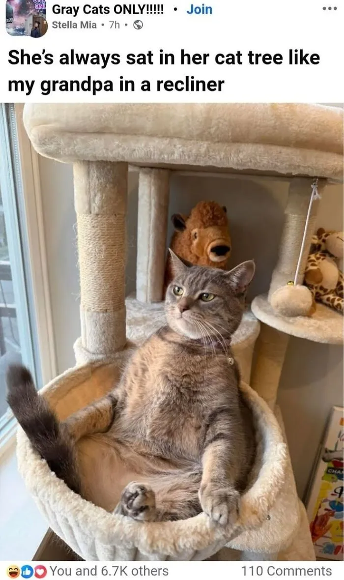 Animal memes showing a grey cat lounging in a cat tree like a person in a recliner chair.
