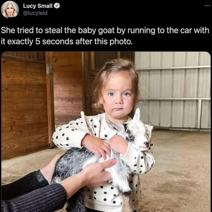 A toddler girl holding a small baby goat in a post shared by Love Animal Memes.