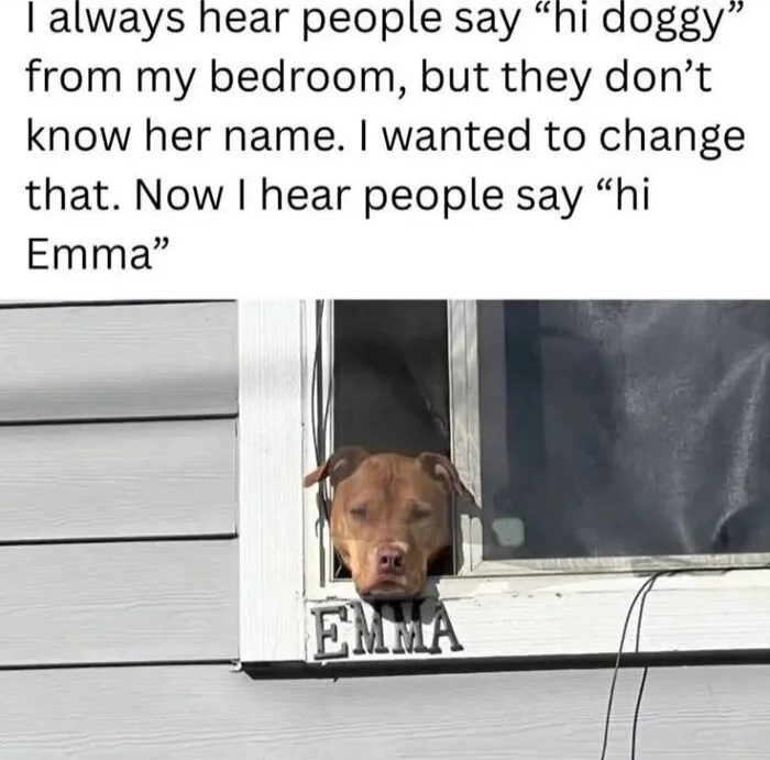 Cute animal memes featuring a dog named Emma looking out an open house window