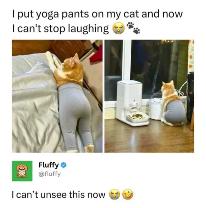 Animal memes showing an orange cat dressed in grey yoga pants sitting on a bed and near a feeder.