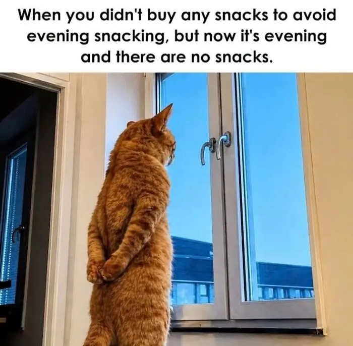 Ginger cat standing on hind legs looking out window in evening snacking meme