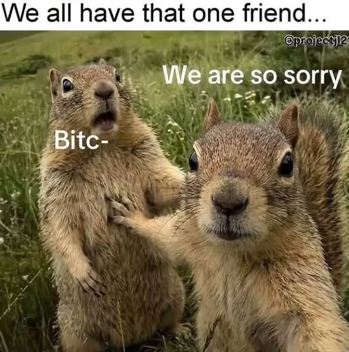 Two squirrels with one looking shocked and the other apologizing in animal memes