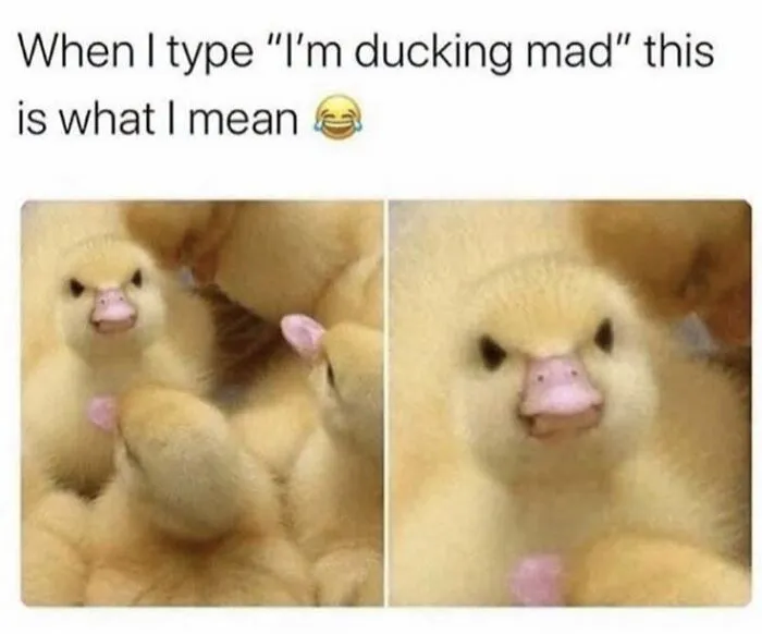 Animal memes showing close-up photos of small ducklings with funny angry expressions.