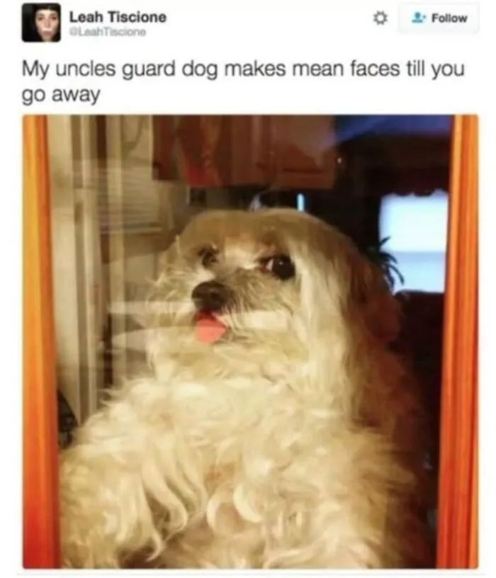 Fluffy dog making a funny face through a glass door for love animal memes.