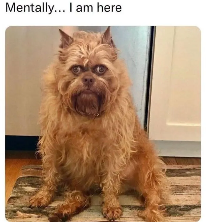 Funny scruffy dog with wide eyes sitting on a mat for love animal memes.