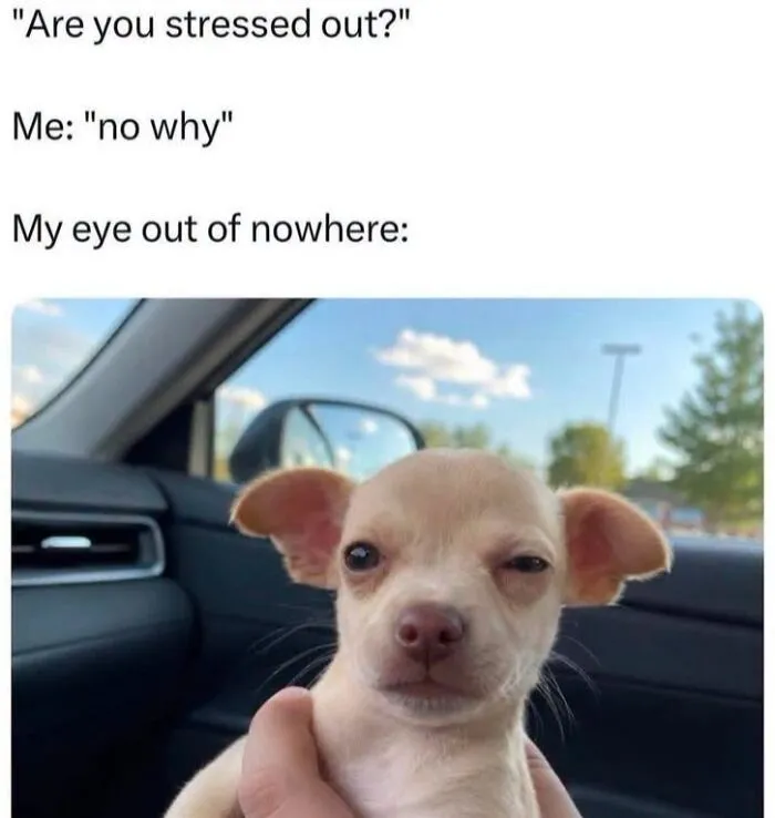 Small chihuahua winking inside a car, featured as a relatable animal meme about stress.
