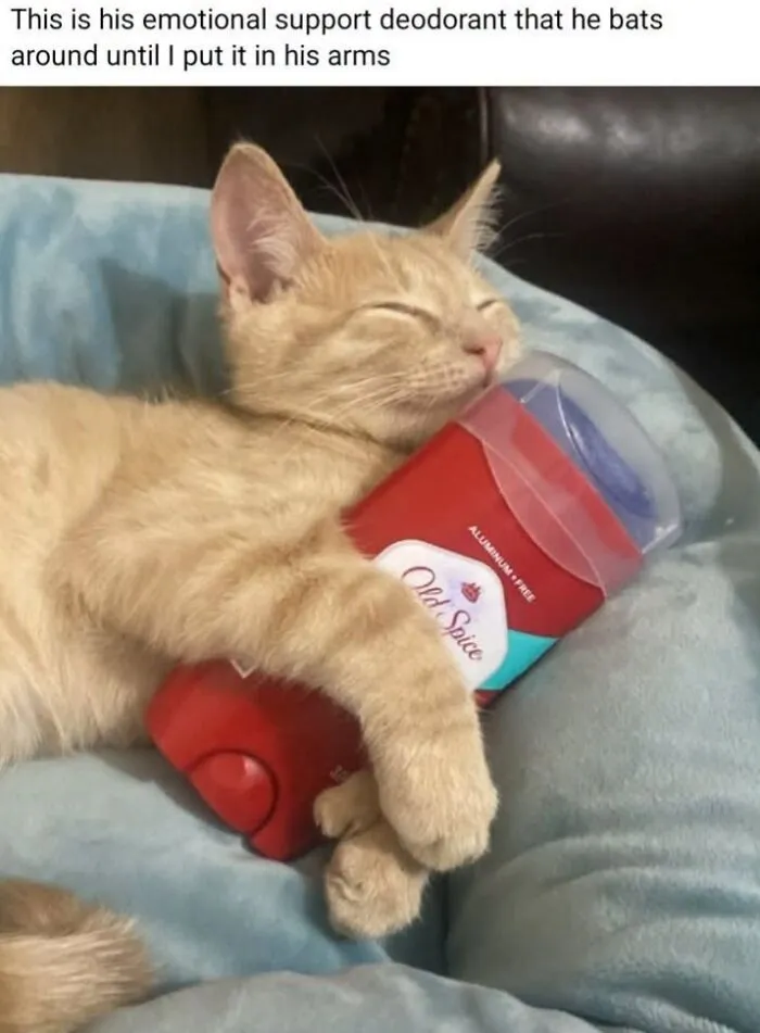 An orange tabby cat sleeping peacefully while hugging a stick of deodorant in a hilarious animal meme.